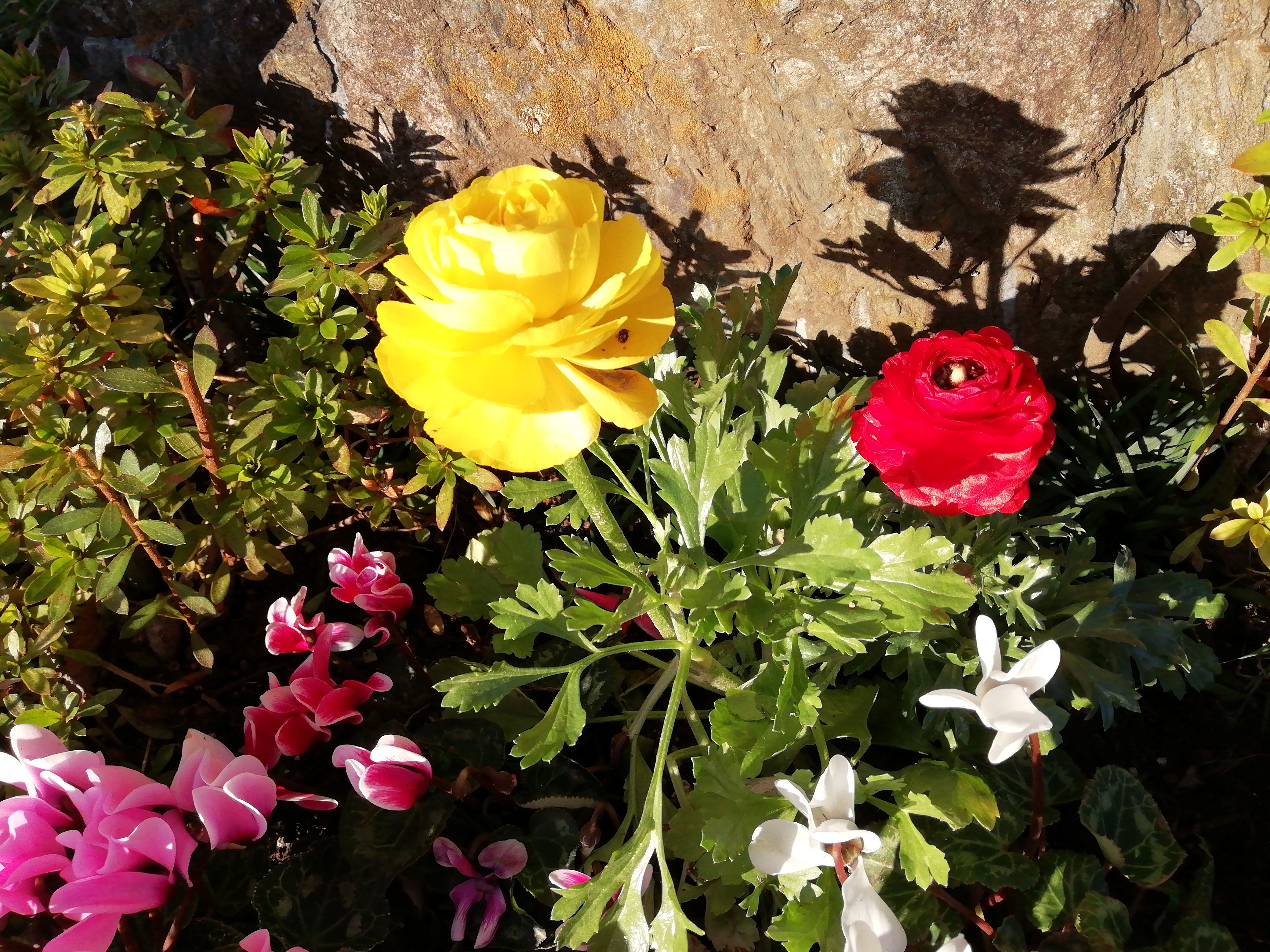 ?花壇の花が綺麗に?